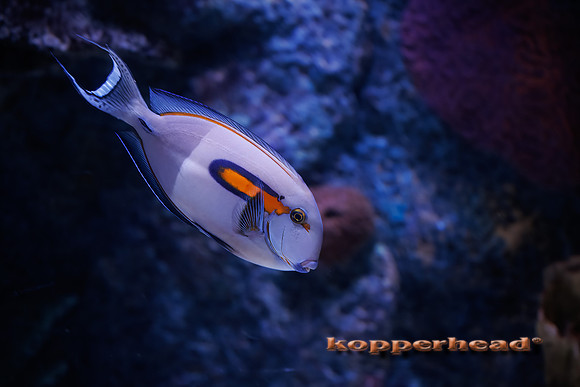 124931 04 2026 Kopperhead