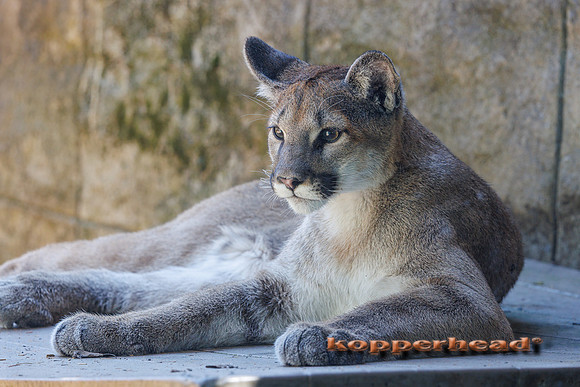 125049 04 2026 Kopperhead