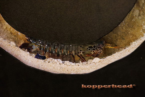 125500t 04 2026 Kopperhead-