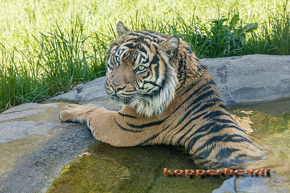 18417 04 2026 Kopperhead