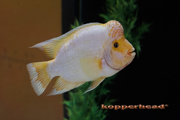 125523t 04 2026 Kopperhead-