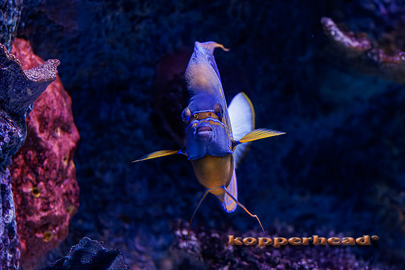 125653 04 2026 Kopperhead