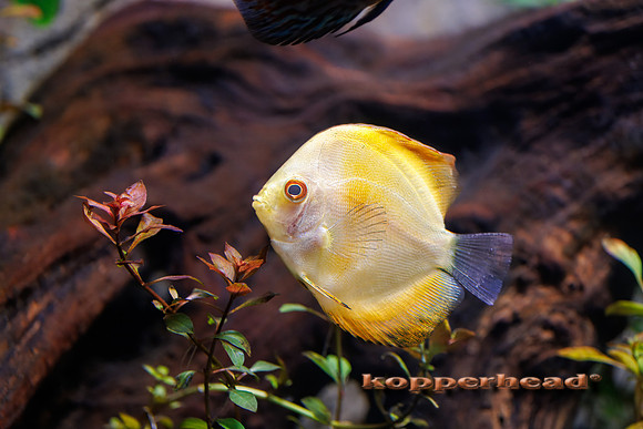 127051t 05 2026 Kopperhead-