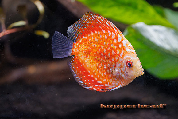 127121t 05 2026 Kopperhead-