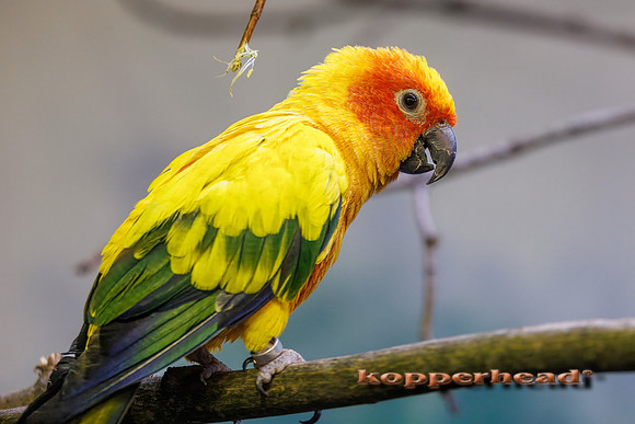 127097t 05 2026 Kopperhead-