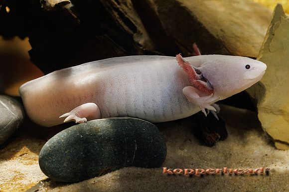 127789t 05 2026 Kopperhead-