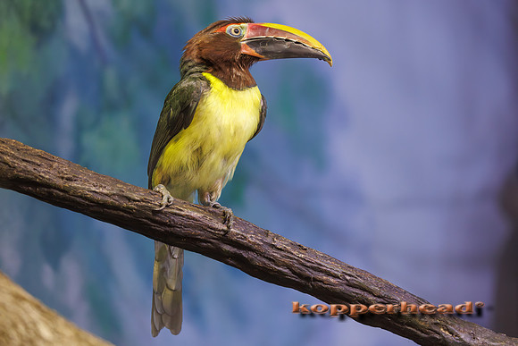 127820 05 2026 Kopperhead