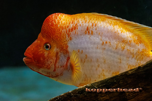 128326t 05 2026 Kopperhead-
