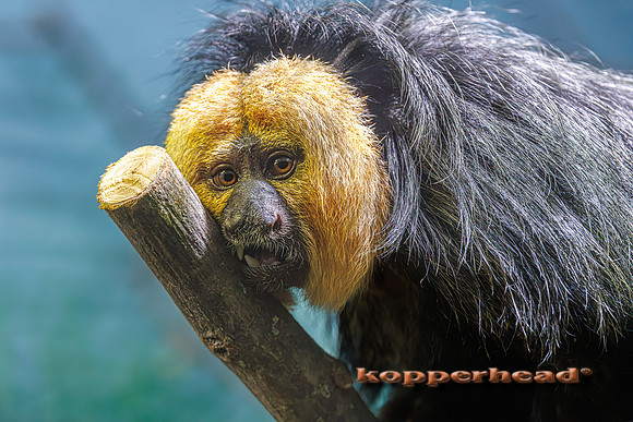 127384 05 2026 Kopperhead