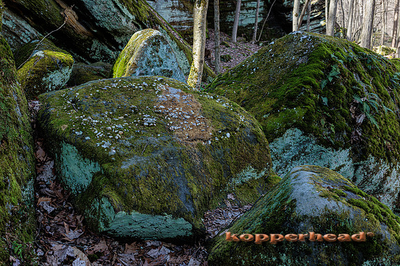 124159 03 2026 Kopperhead