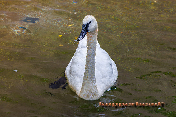 131050 07 2026 Kopperhead