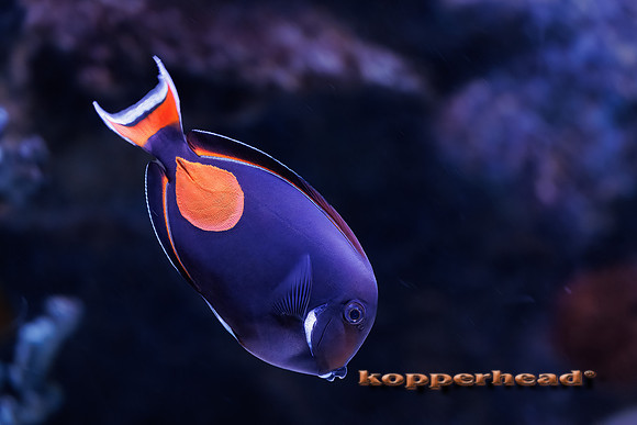 131342 07 2026 Kopperhead