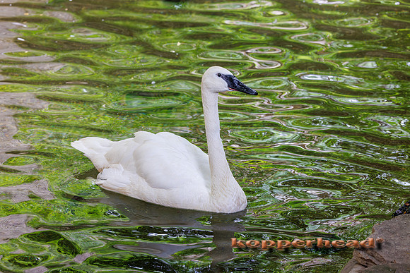 131051 07 2026 Kopperhead