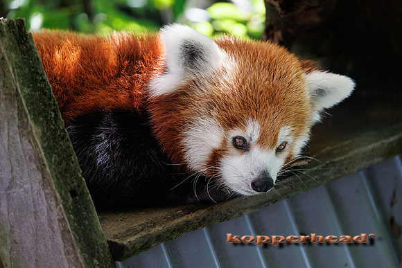 131212 07 2026 Kopperhead