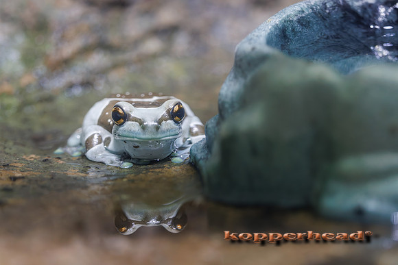 131058 07 2026 Kopperhead