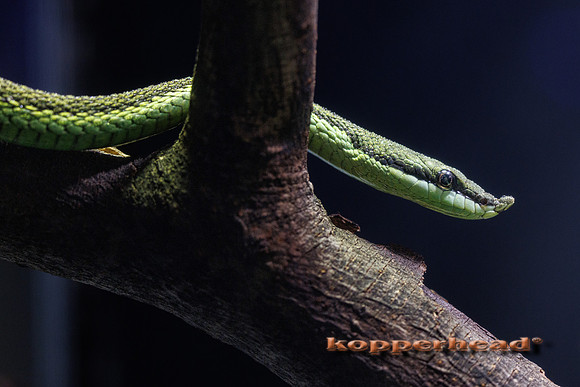 132236 07 2026 Kopperhead