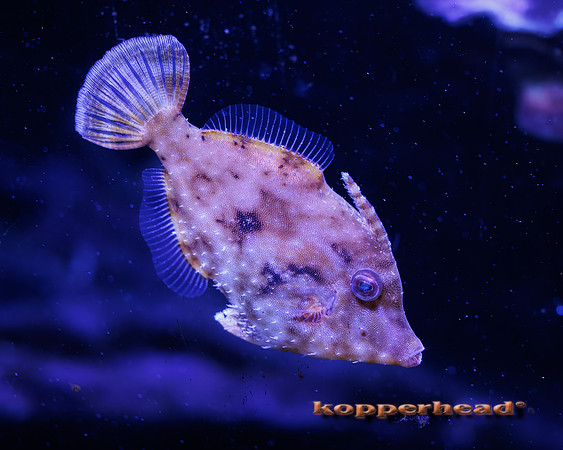 132244t 07 2026 Kopperhead