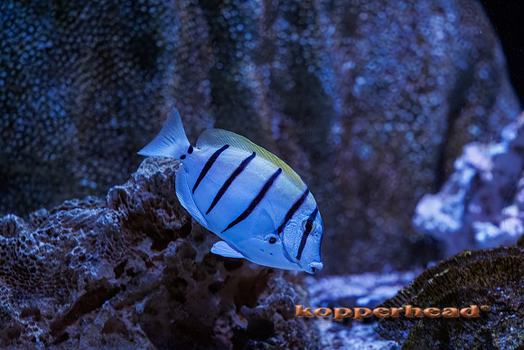 132117t 07 2026 Kopperhead