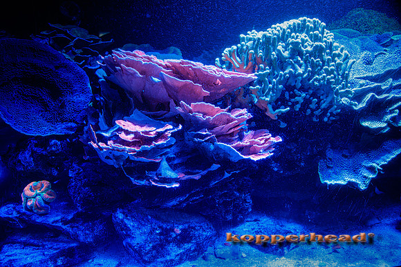 18602 07 2026 Kopperhead