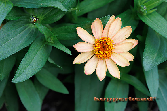 132364 07 2026 Kopperhead