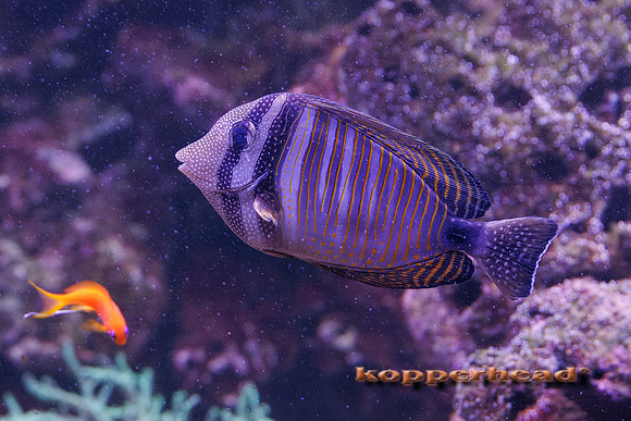 132795t 07 2026 Kopperhead