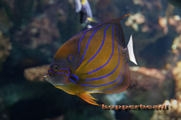 132802t 07 2026 Kopperhead