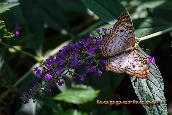 40064 08 2015 Kopperhead