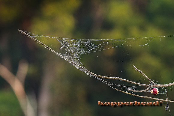 67632 08 2015 Kopperhead