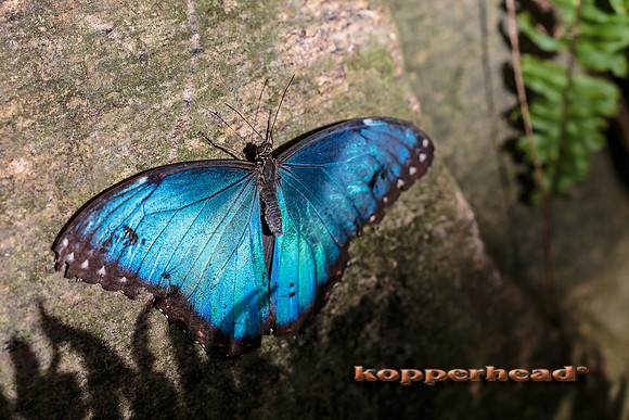43029 10 2015 Kopperhead