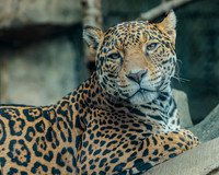 Akron Zoo 2023