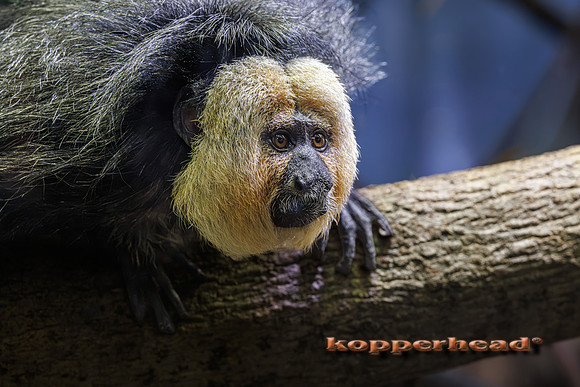 133681 08 2026 Kopperhead