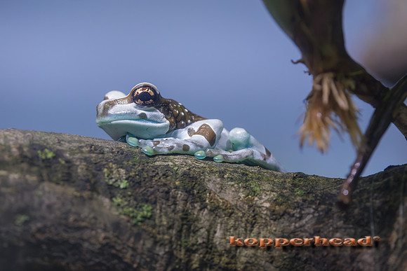 133762 08 2026 Kopperhead