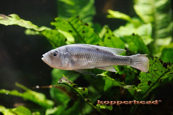133782t 08 2026 Kopperhead