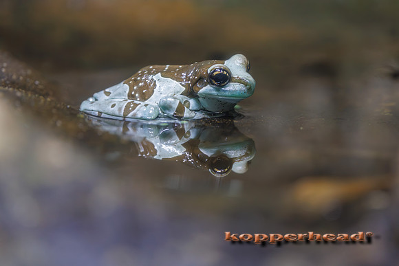 133760 08 2026 Kopperhead