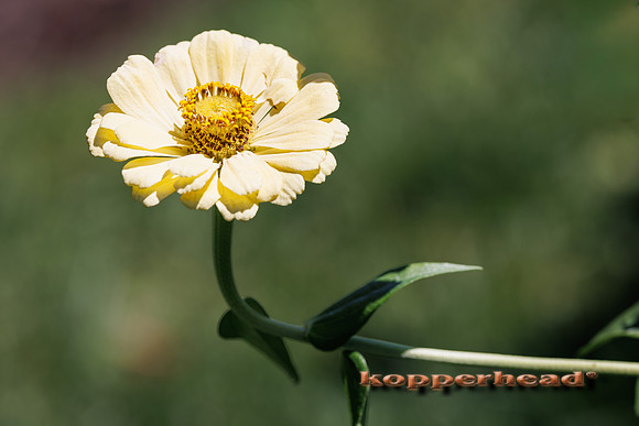 134903 09 2026 Kopperhead