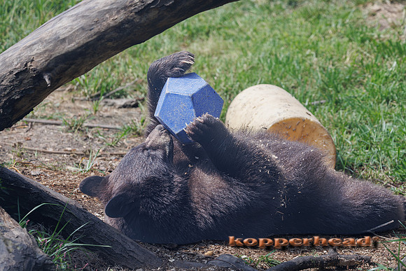 134117 08 2026 Kopperhead