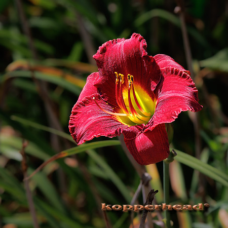132905 08 2026 Kopperhead