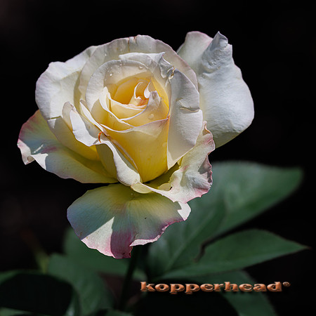 134034 08 2026 Kopperhead