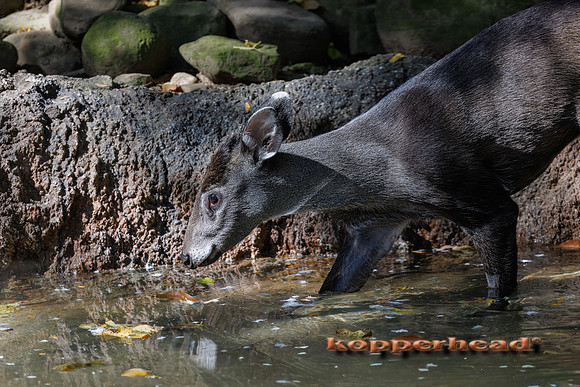 137056t 10 2026 Kopperhead