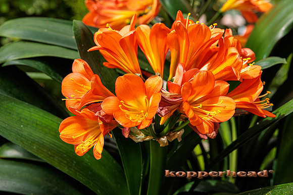 62086 04 2023 Kopperhead