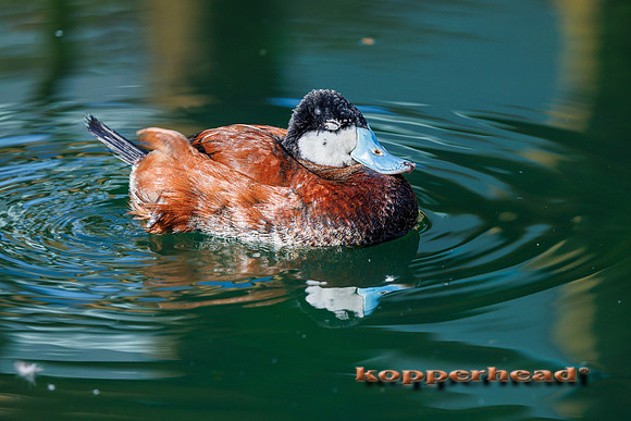 134065 08 2026 Kopperhead