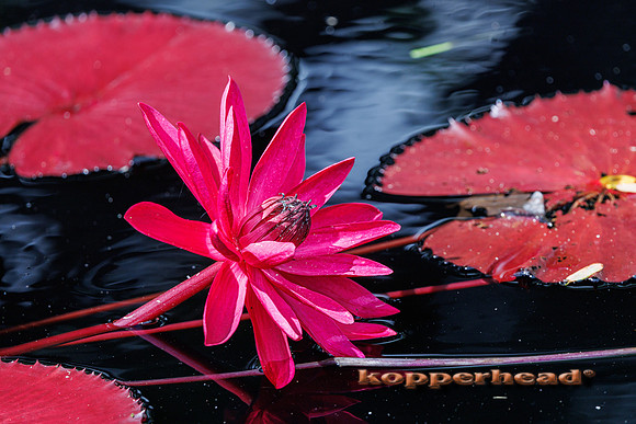 134940 09 2026 Kopperhead