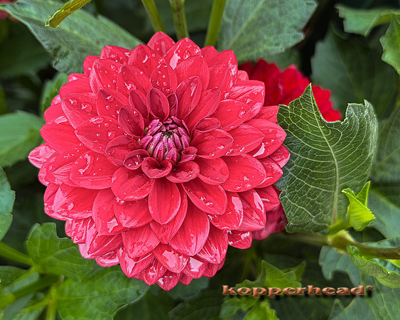 08144 PM17 08 2026 Kopperhead