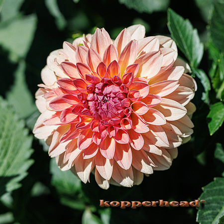 132684 08 2026 Kopperhead