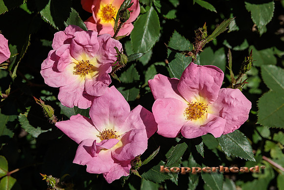 65224 05 2023 Kopperhead
