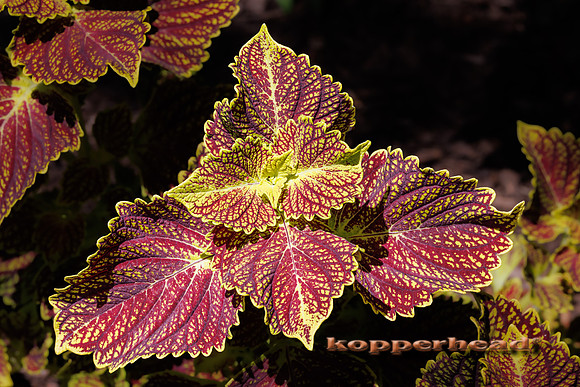 132706 08 2026 Kopperhead