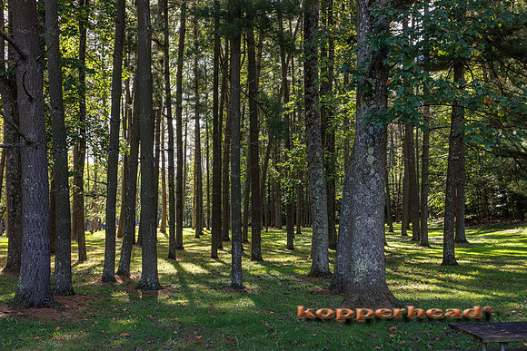 136269 09 2026 Kopperhead