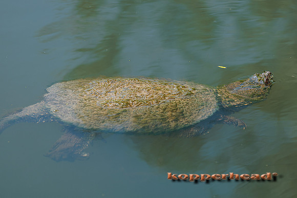 65160 05 2023 Kopperhead