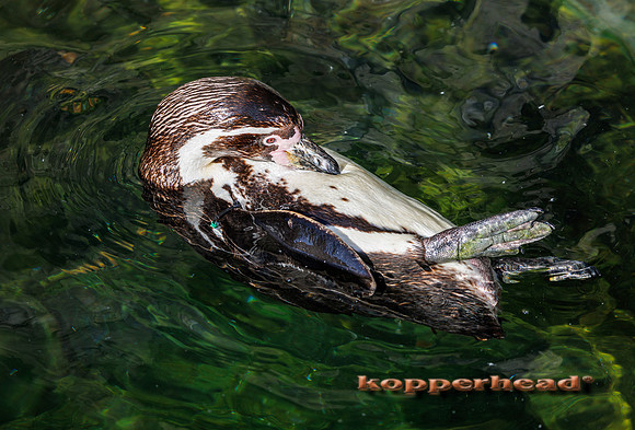 136635 10 2026 Kopperhead