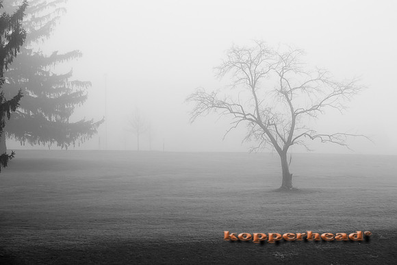 45871 12 2015 Kopperhead